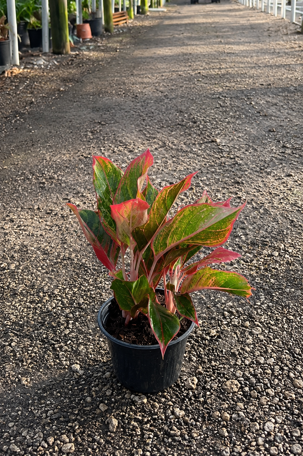 Aglaonema ‘Siam Red’