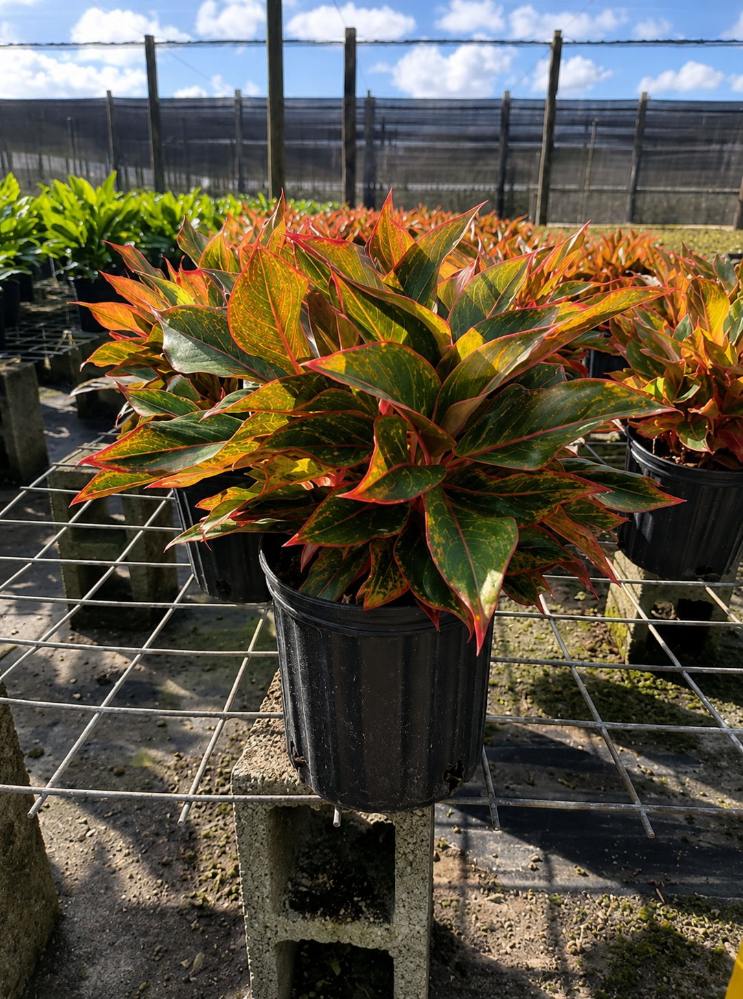 Aglaonema ‘Siam Red’