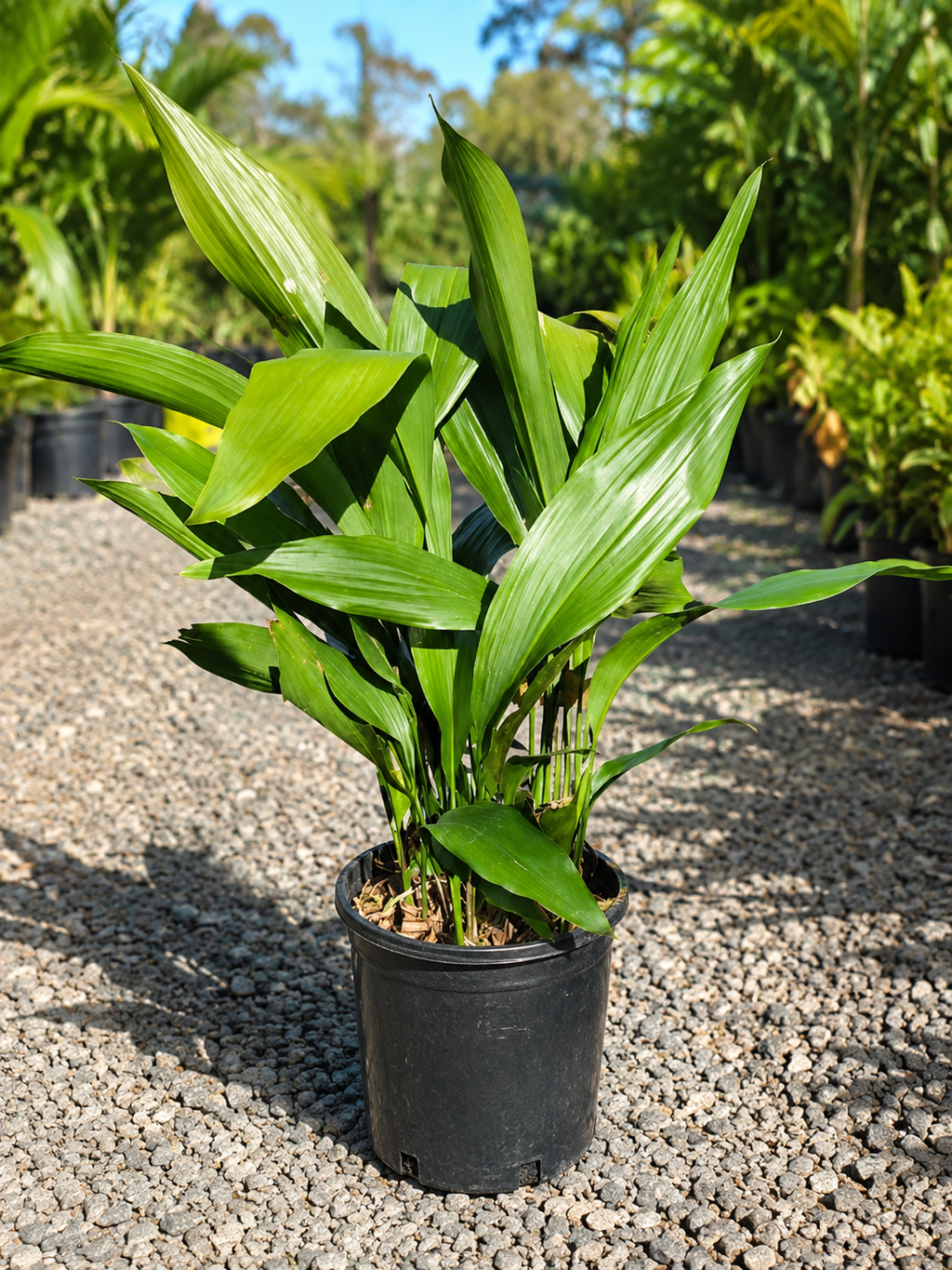 Aspidistra elatior (Cast-Iron Plant)