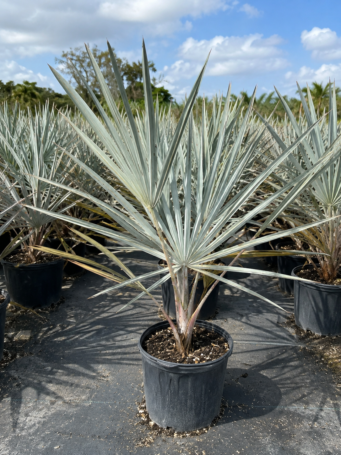 Bismarck Palm (Bismarckia nobilis)