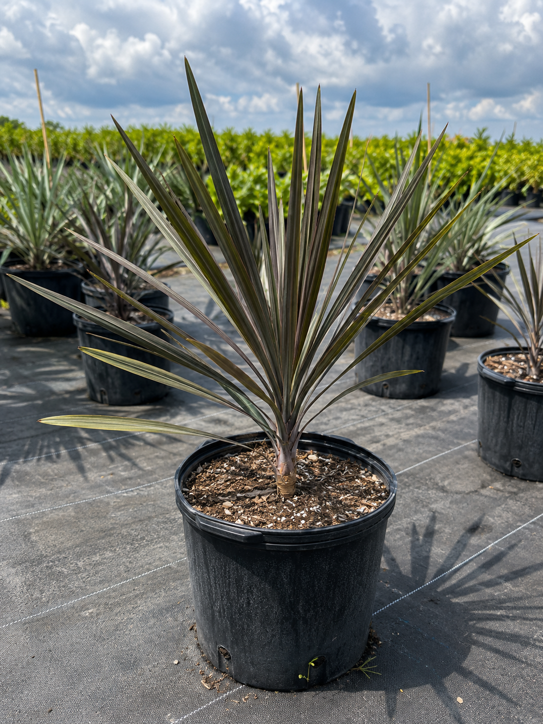 Bismarck Palm (Bismarckia nobilis)