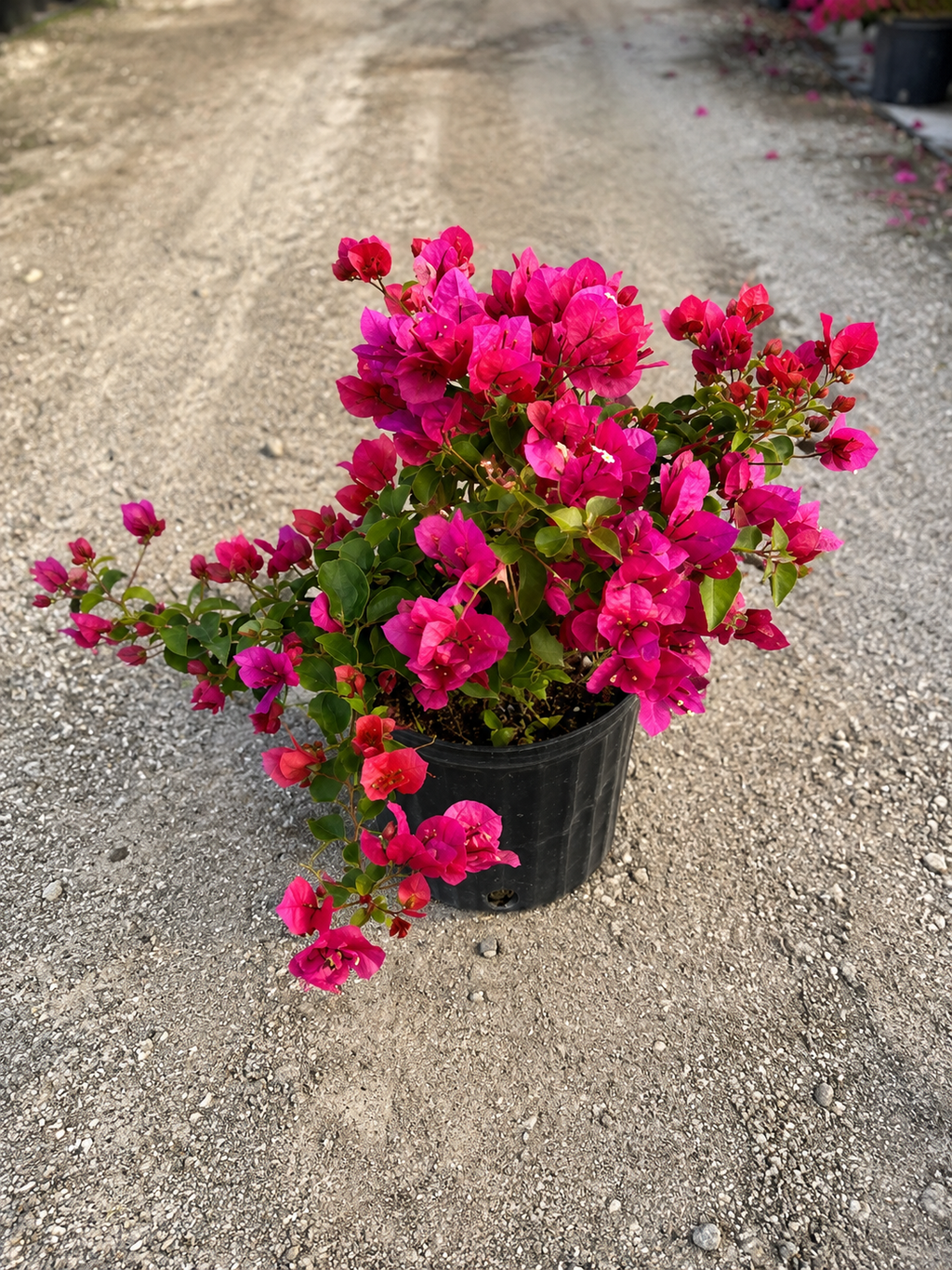 Bougainvillea ‘Barbara Karst’