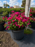 Bougainvillea ‘Barbara Karst’