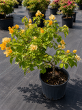 Bougainvillea “California Gold” Bush
