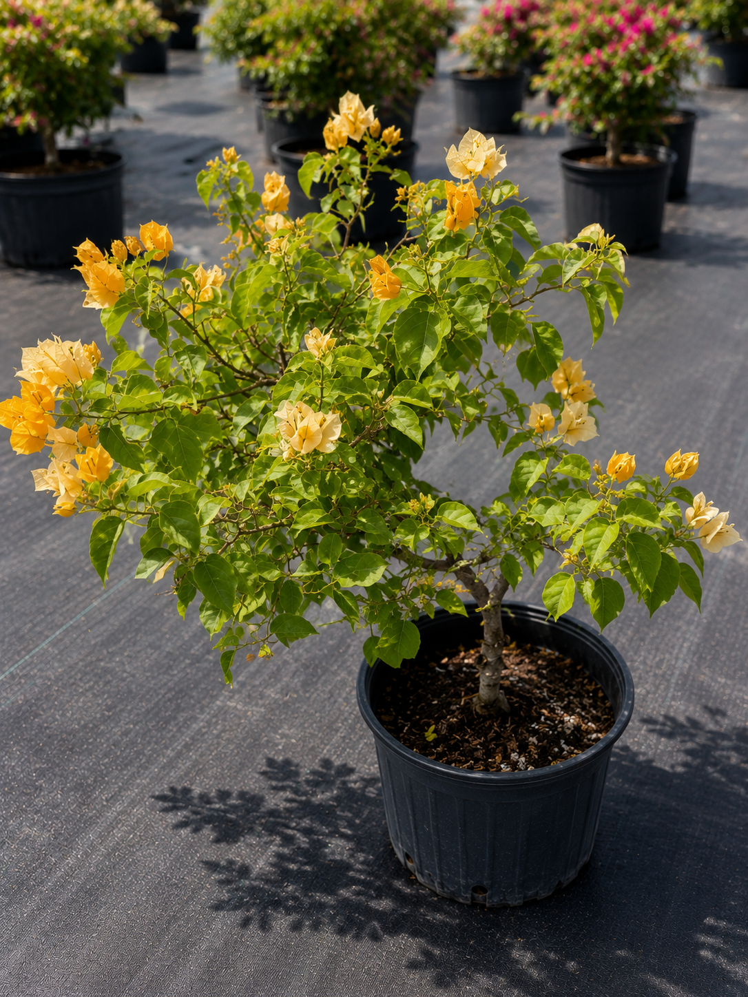 Bougainvillea “California Gold” Bush