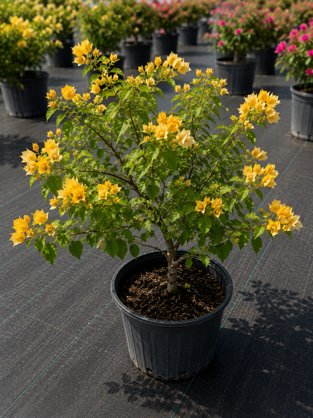 Bougainvillea “California Gold” Bush