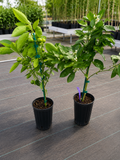 Calamondin / Calamansi citrus (Citrus × microcarpa)