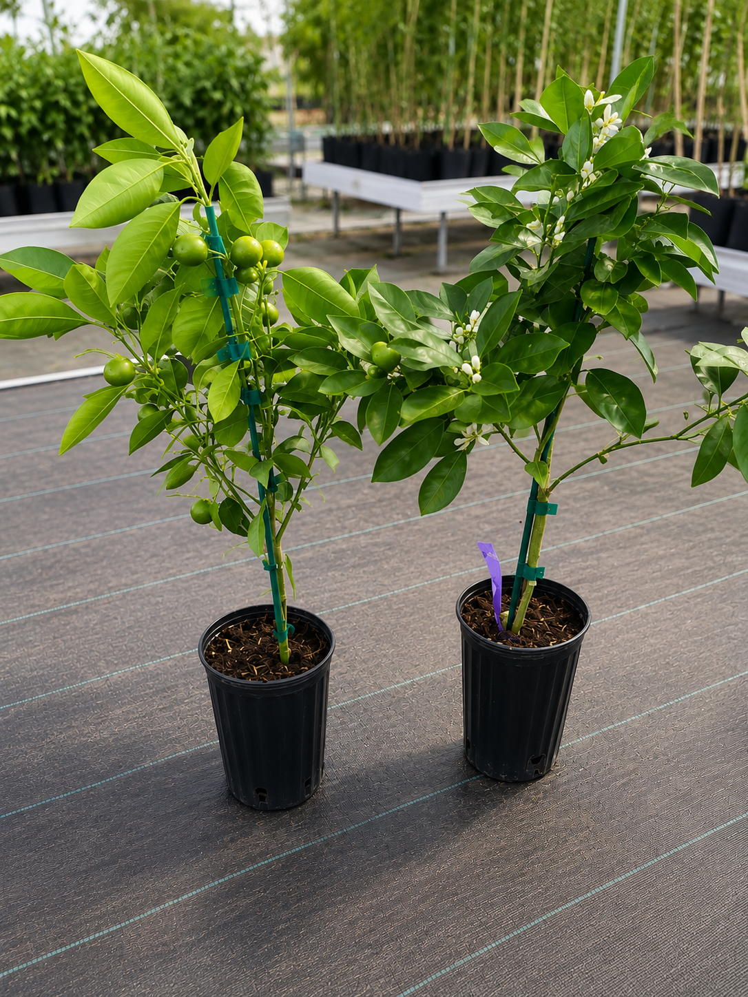 Calamondin / Calamansi citrus (Citrus × microcarpa)