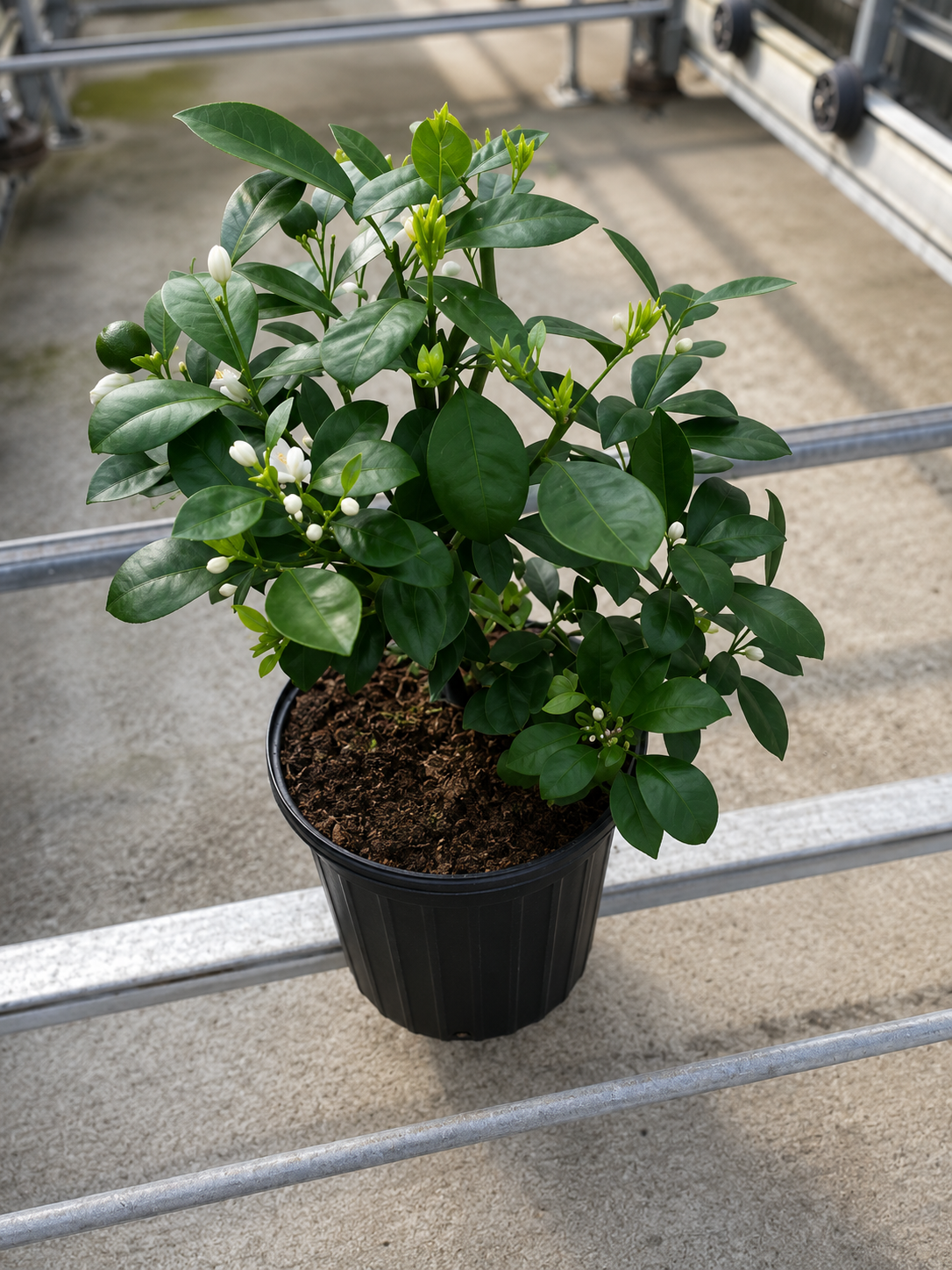 Calamondin / Calamansi citrus (Citrus × microcarpa)