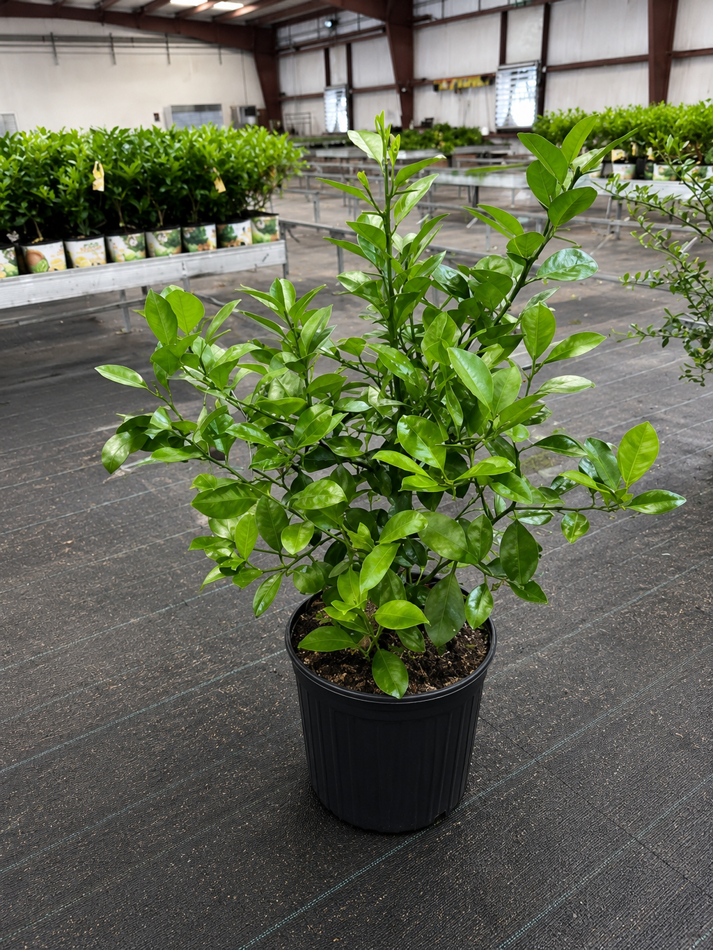 Calamondin / Calamansi citrus (Citrus × microcarpa)