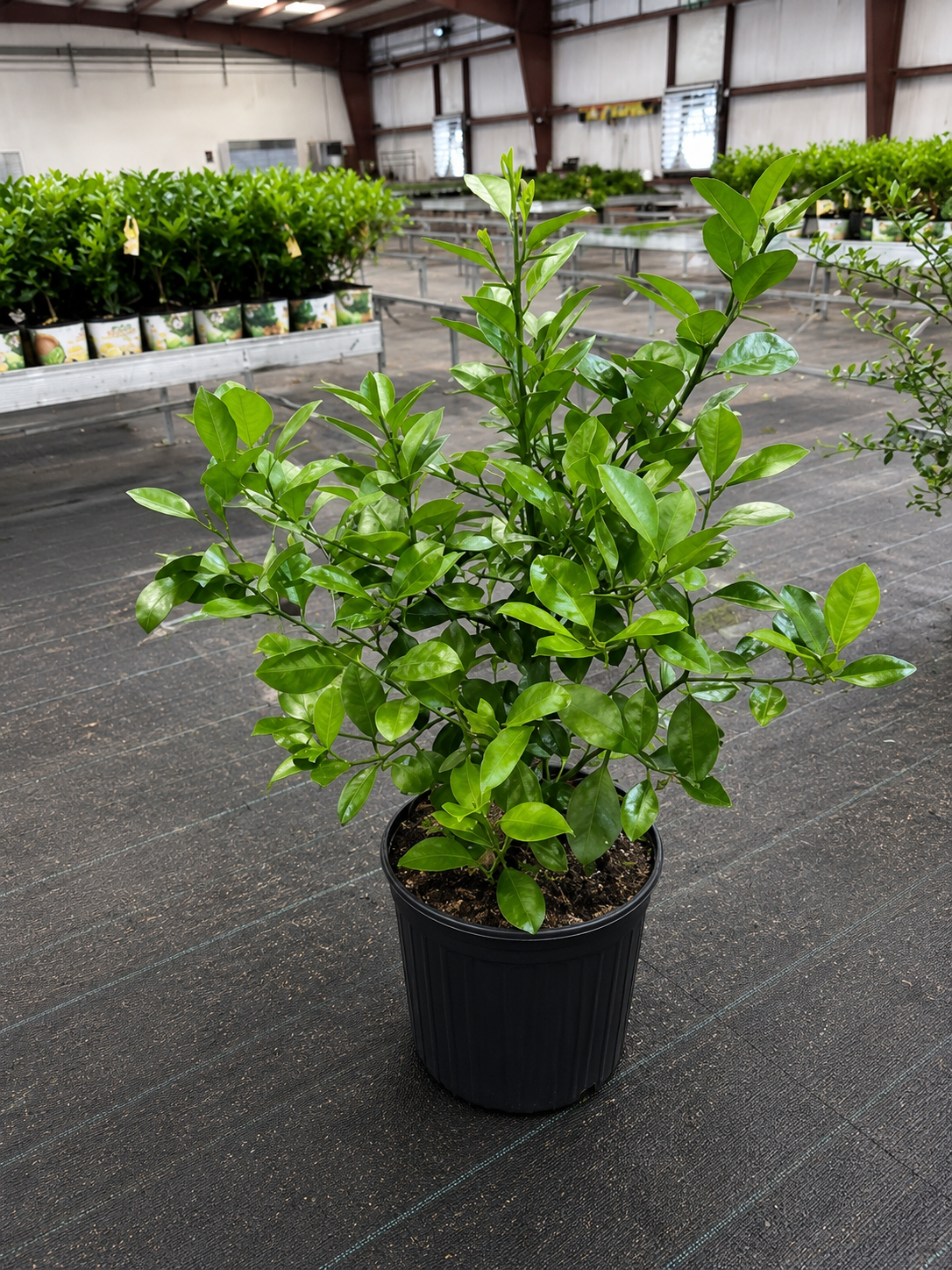 Calamondin / Calamansi citrus (Citrus × microcarpa)