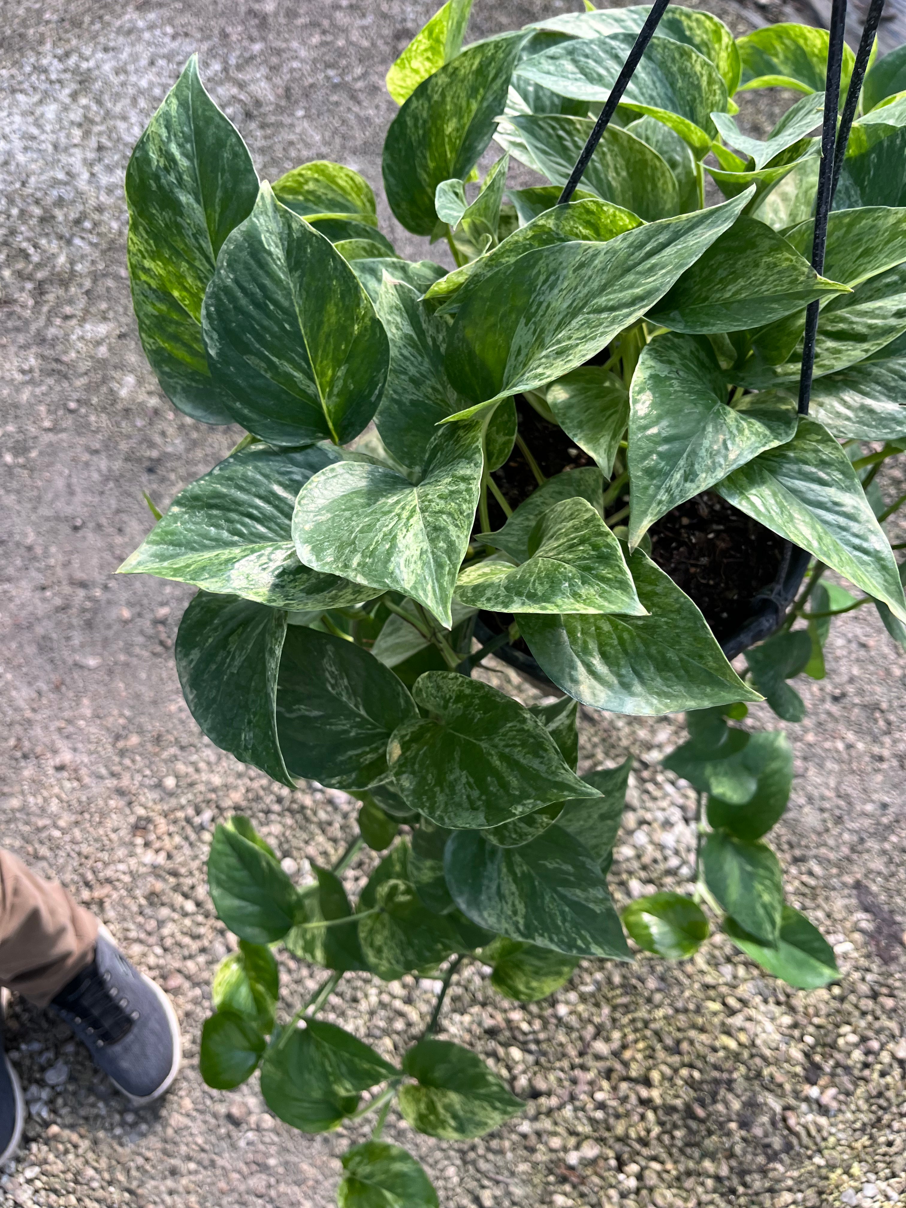 Marble Queen Pothos (Epipremnum aureum ‘Marble Queen’)