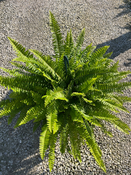Boston Fern ‘Hanging Basket’ (Nephrolepis exaltata)