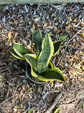 Snake Plant ‘Futura Superba’ (Sansevieria trifasciata)