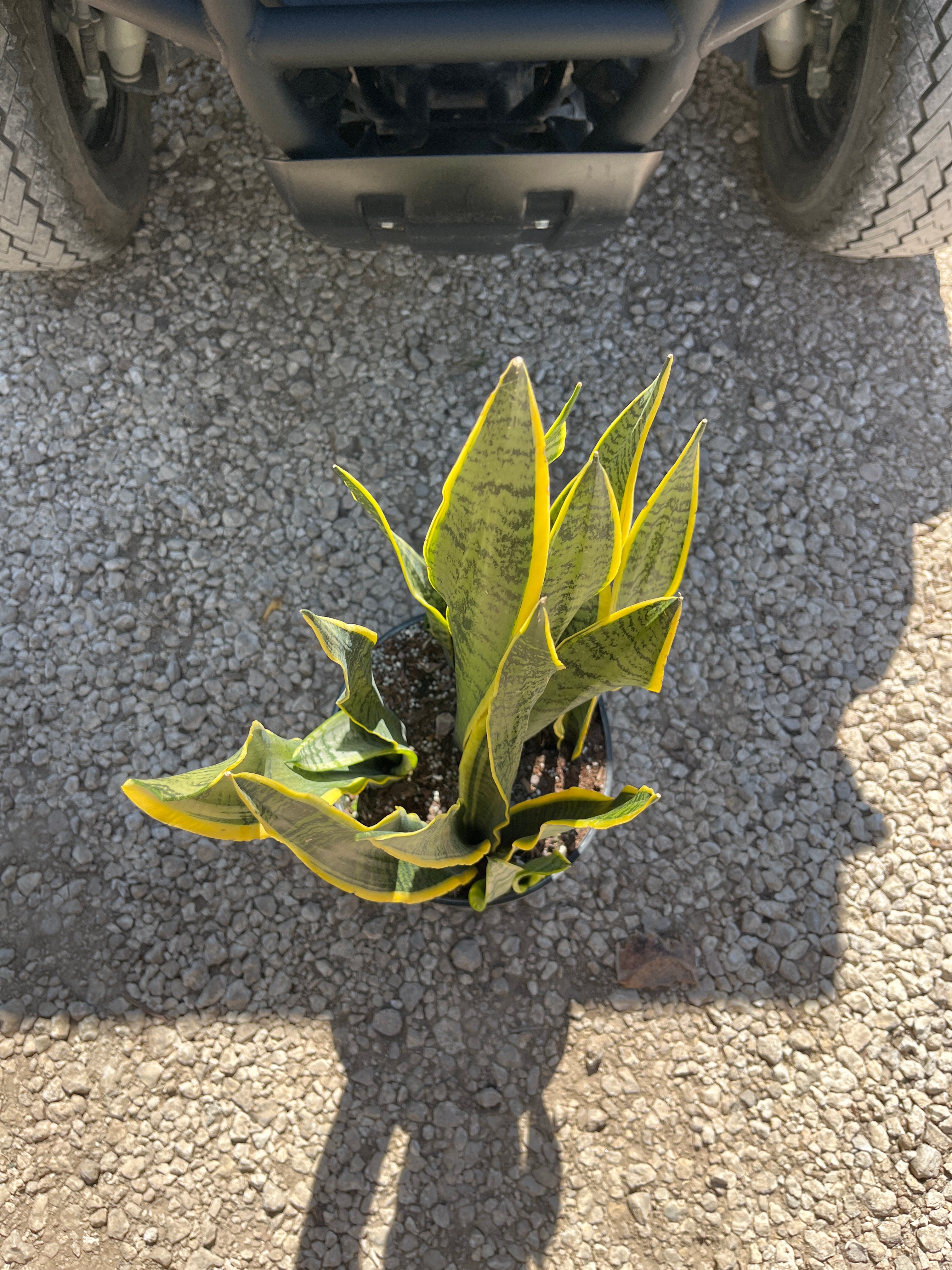 Snake Plant ‘Laurentii’ (Sansevieria trifasciata)