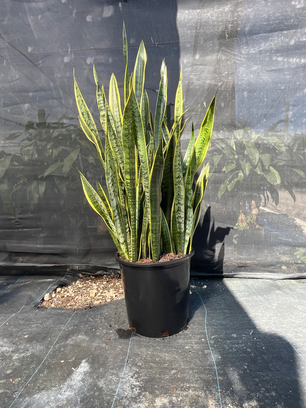 Snake Plant ‘Laurentii’ (Sansevieria trifasciata)