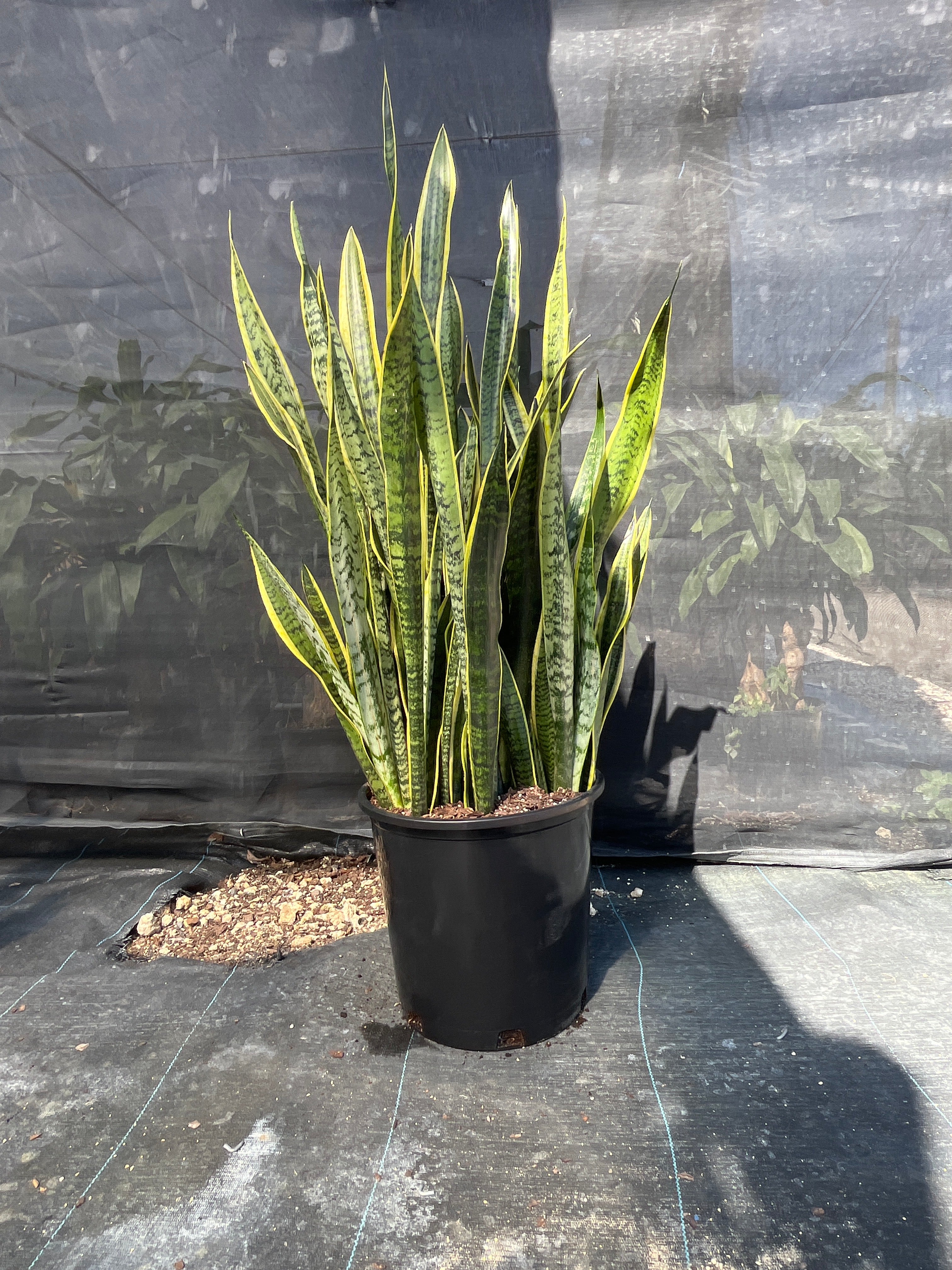 Snake Plant ‘Laurentii’ (Sansevieria trifasciata)