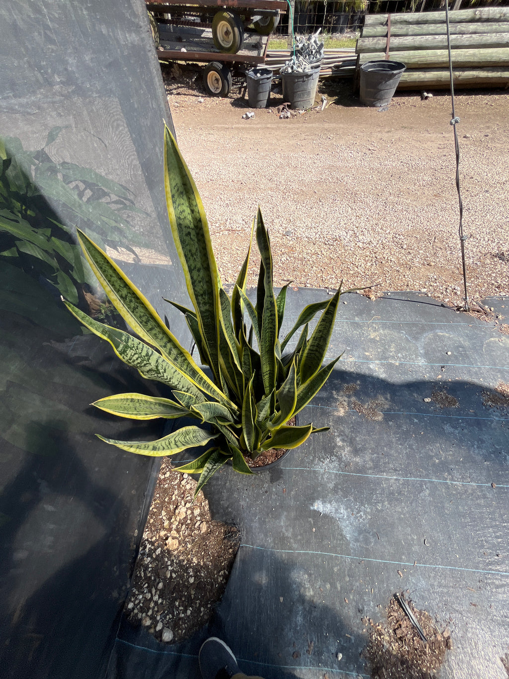 Snake Plant ‘Laurentii’ (Sansevieria trifasciata)