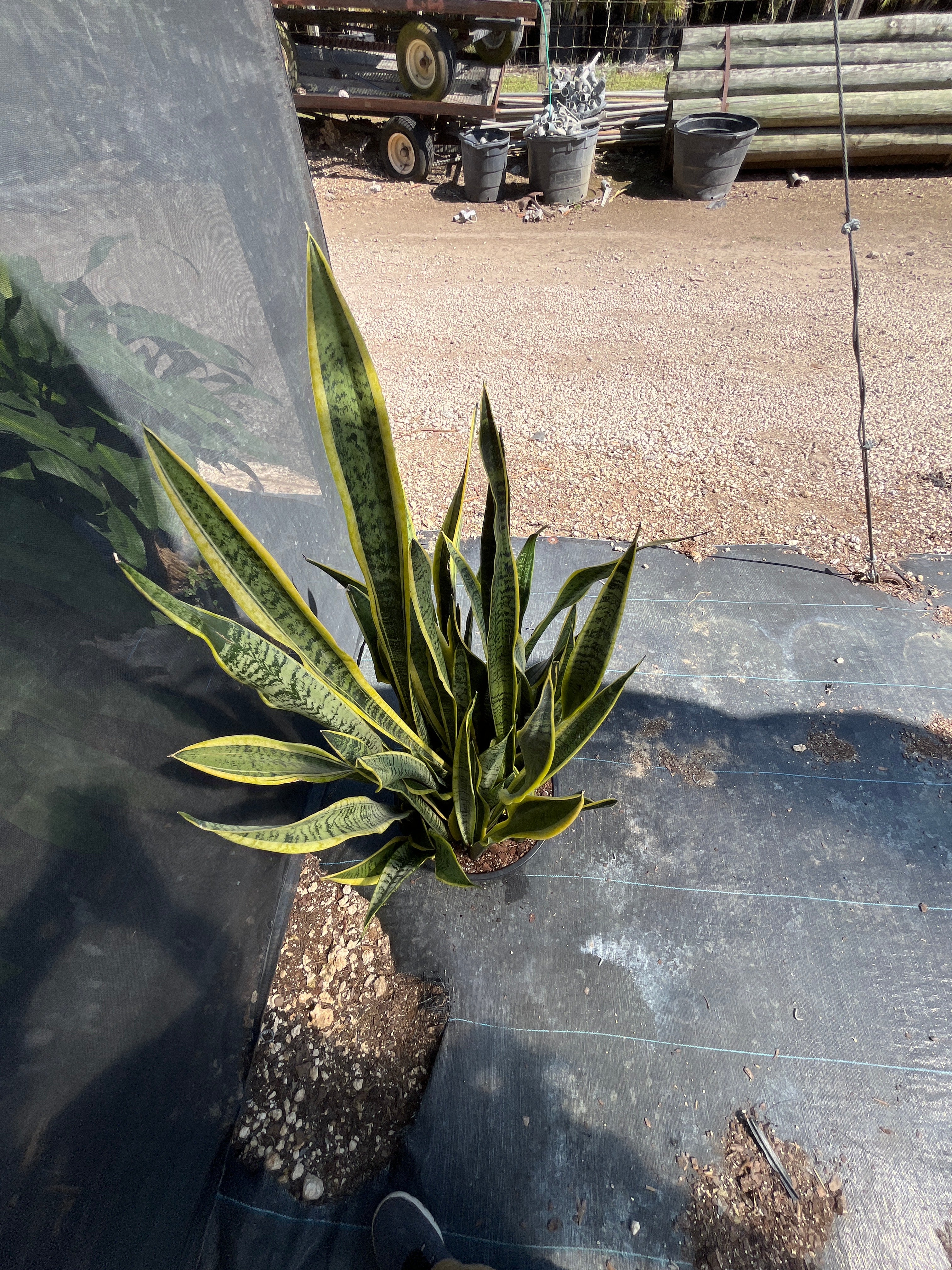 Snake Plant ‘Laurentii’ (Sansevieria trifasciata)