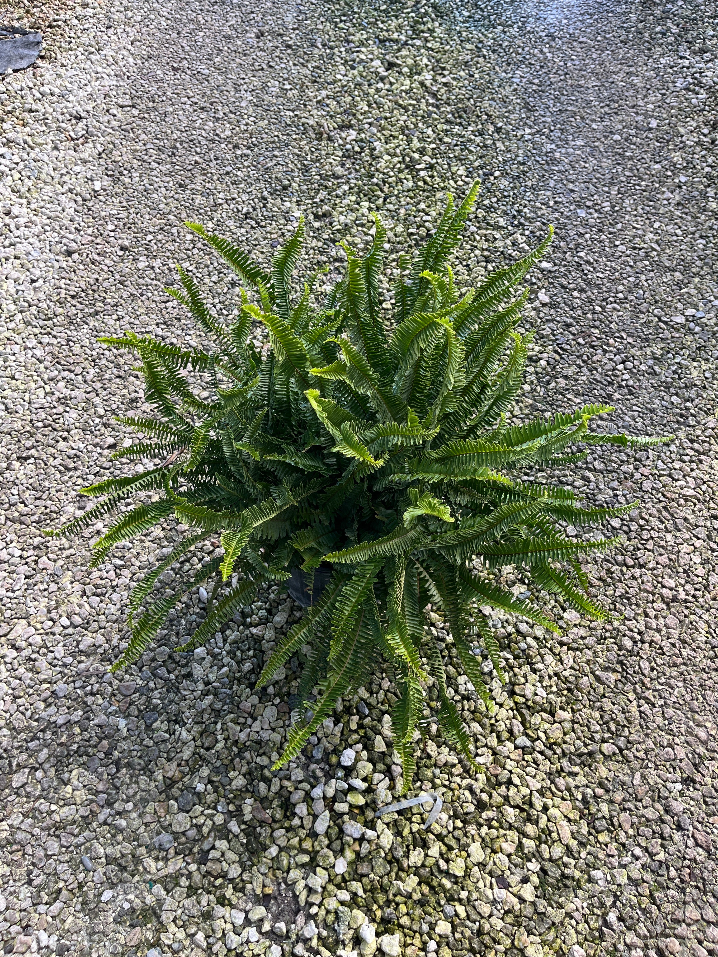 Kimberly Queen Fern (Nephrolepis obliterata ‘Kimberly Queen’)