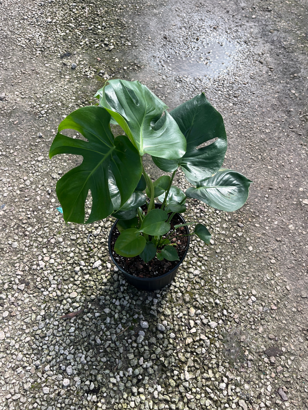 Monstera Deliciosa — Swiss Cheese Plant