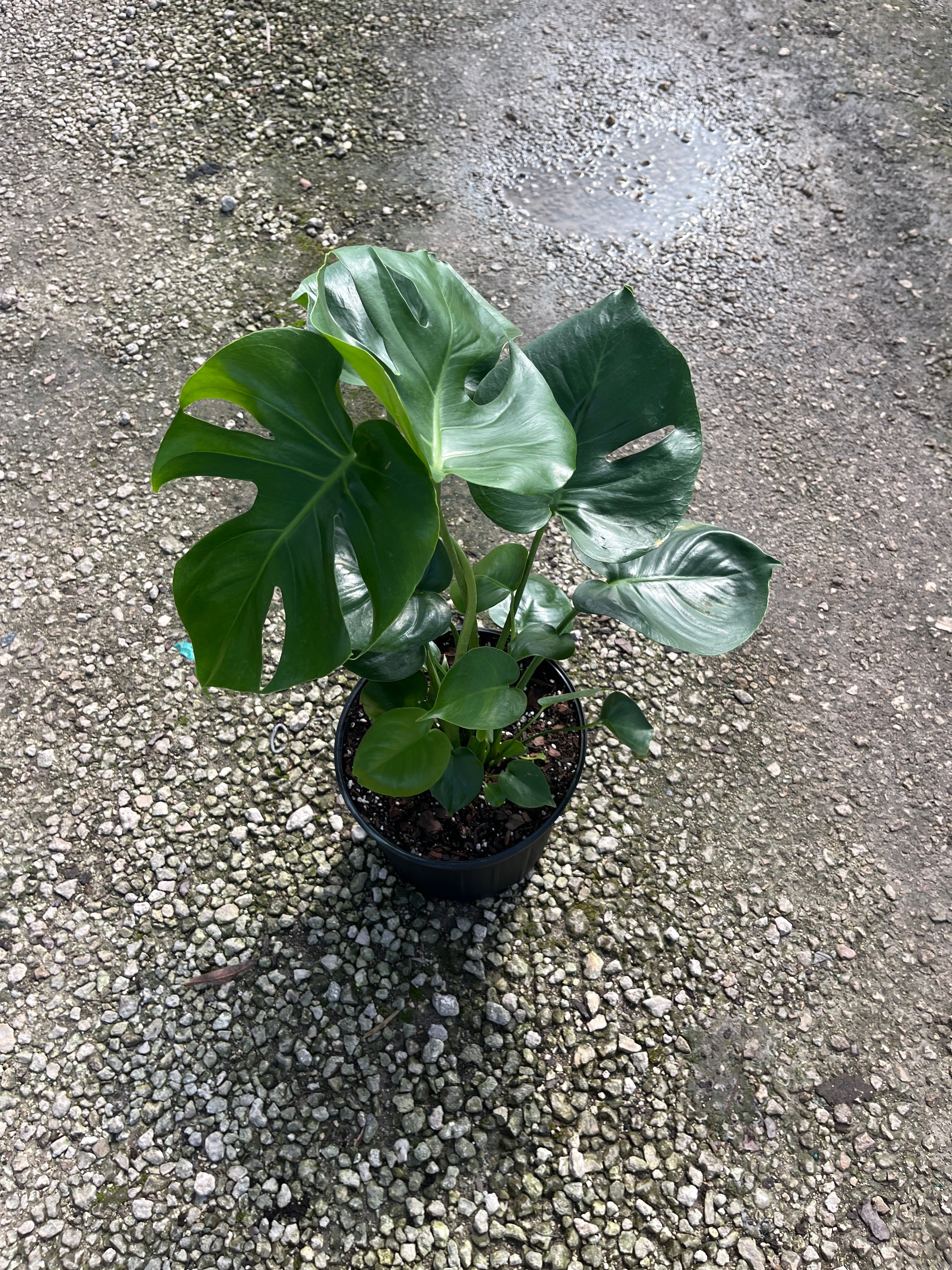Monstera Deliciosa — Swiss Cheese Plant