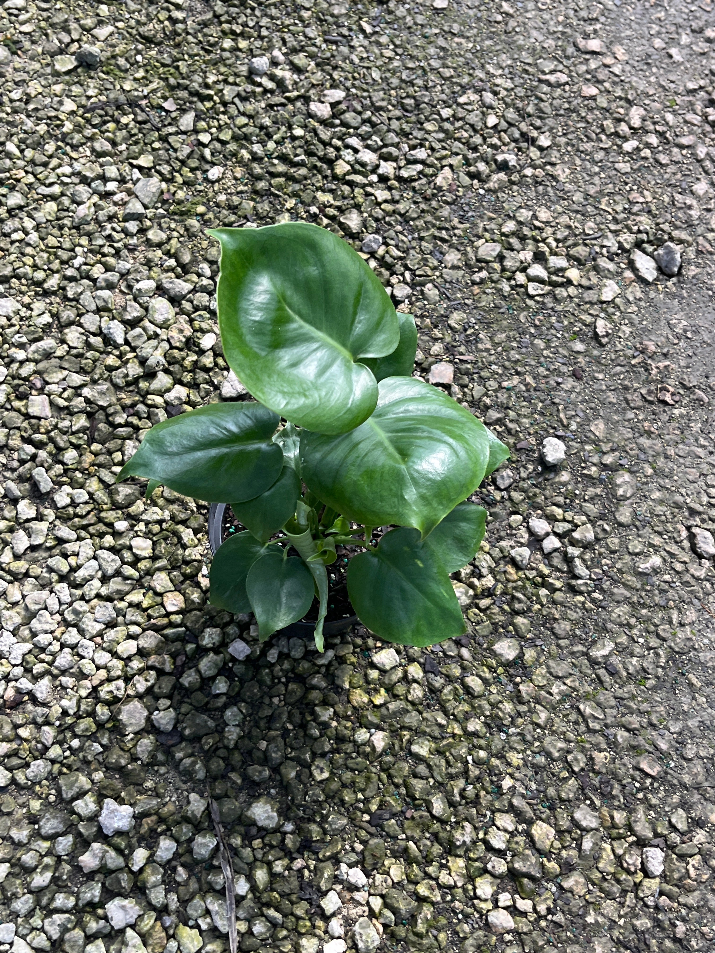 Monstera Deliciosa — Swiss Cheese Plant