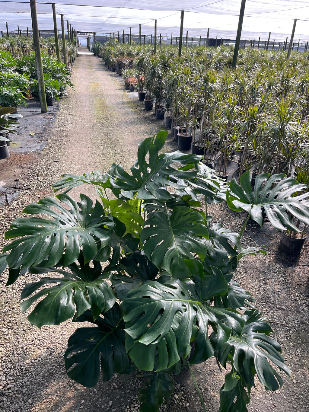 Monstera Deliciosa — Swiss Cheese Plant