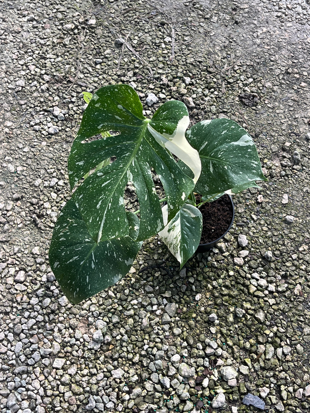 Monstera Thai Constellation