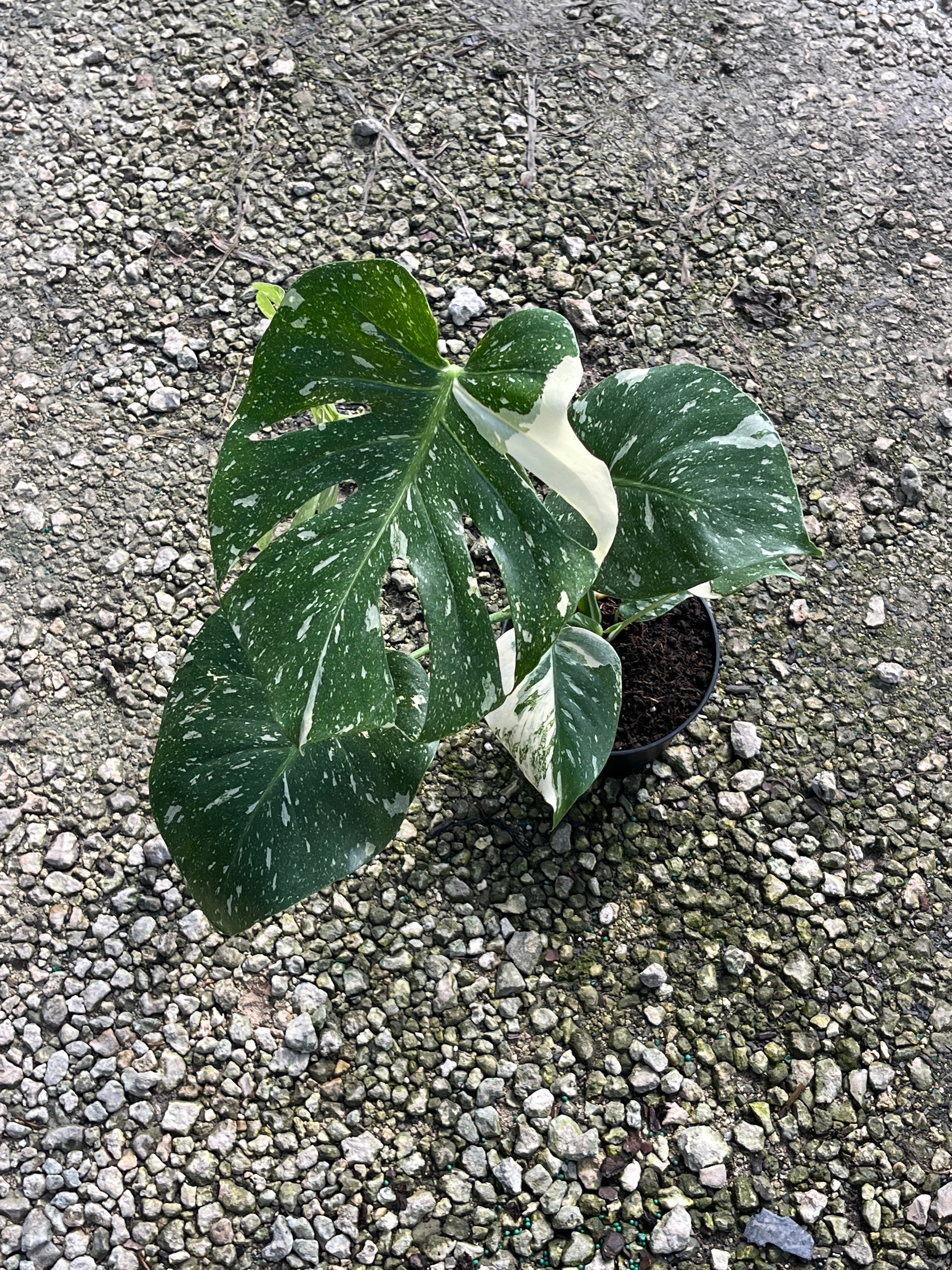 Monstera Thai Constellation