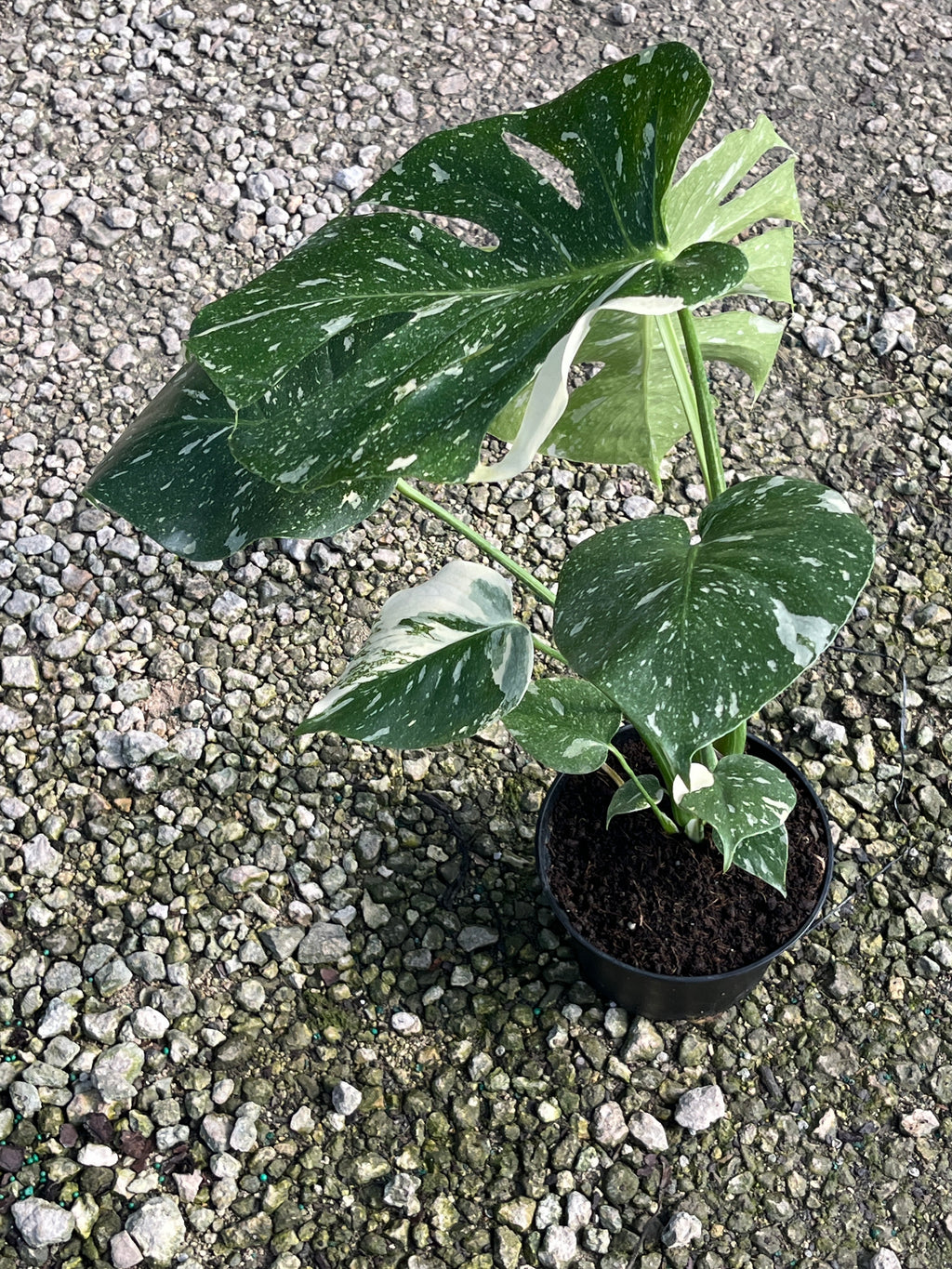 Monstera Thai Constellation