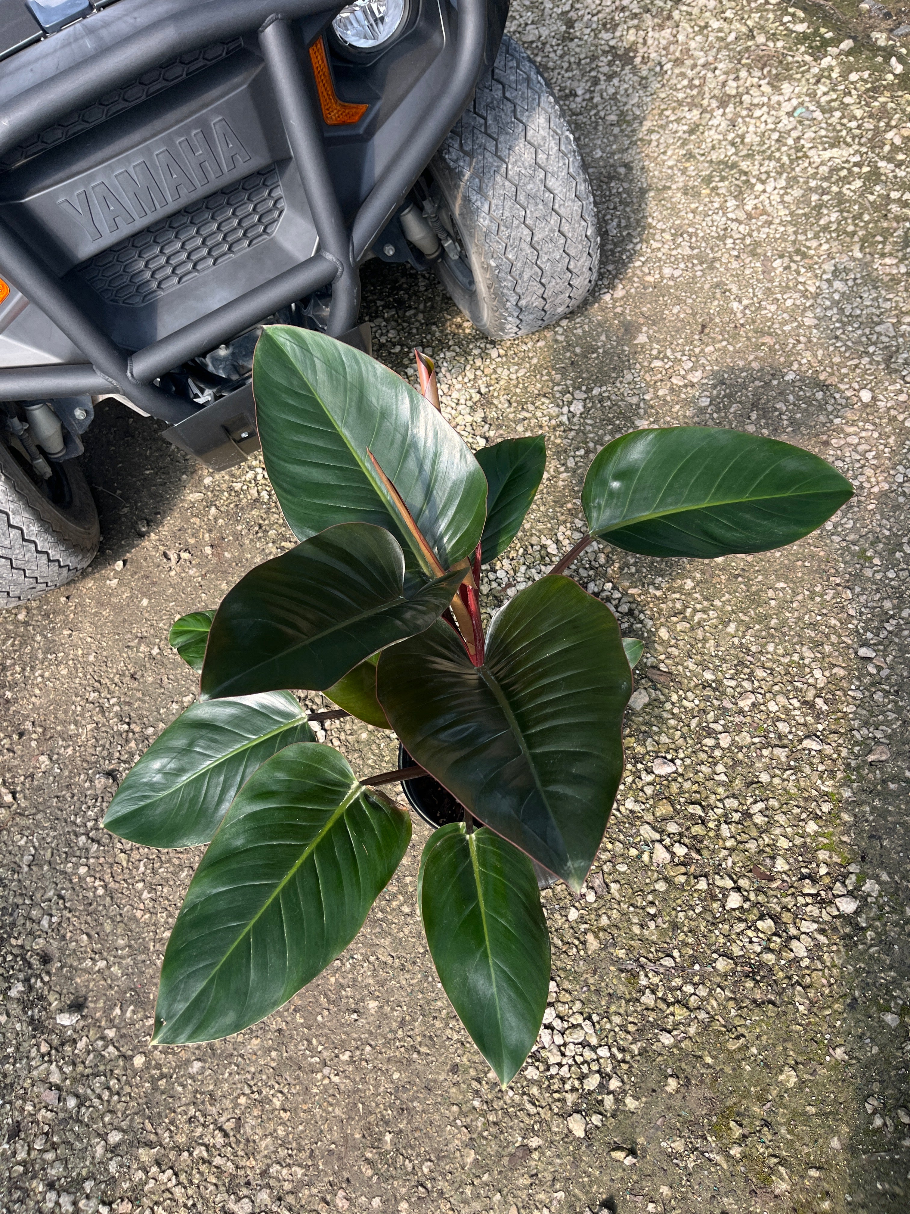 Red Congo Philodendron / ‘Rojo Congo’ (Philodendron ‘Rojo Congo’)