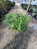 Philodendron Selloum / Tree Philodendron (Thaumatophyllum bipinnatifidum)