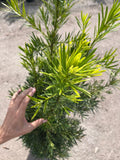 Podocarpus (Podocarpus Macrophyllus)