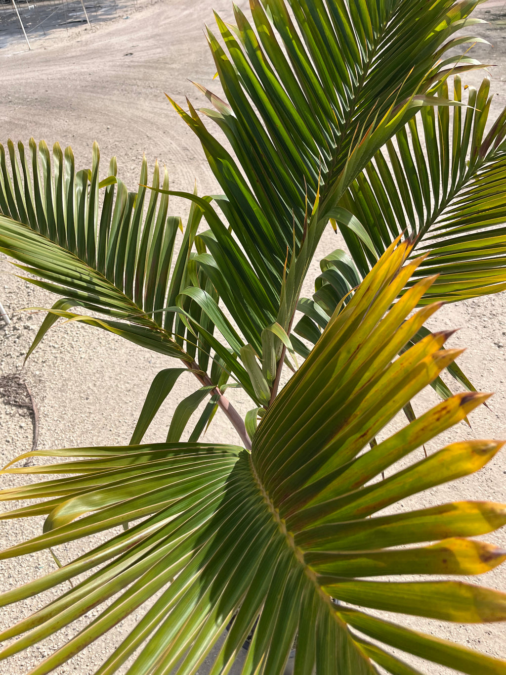 Bottle Palm (Hyophorbe lagenicaulis)