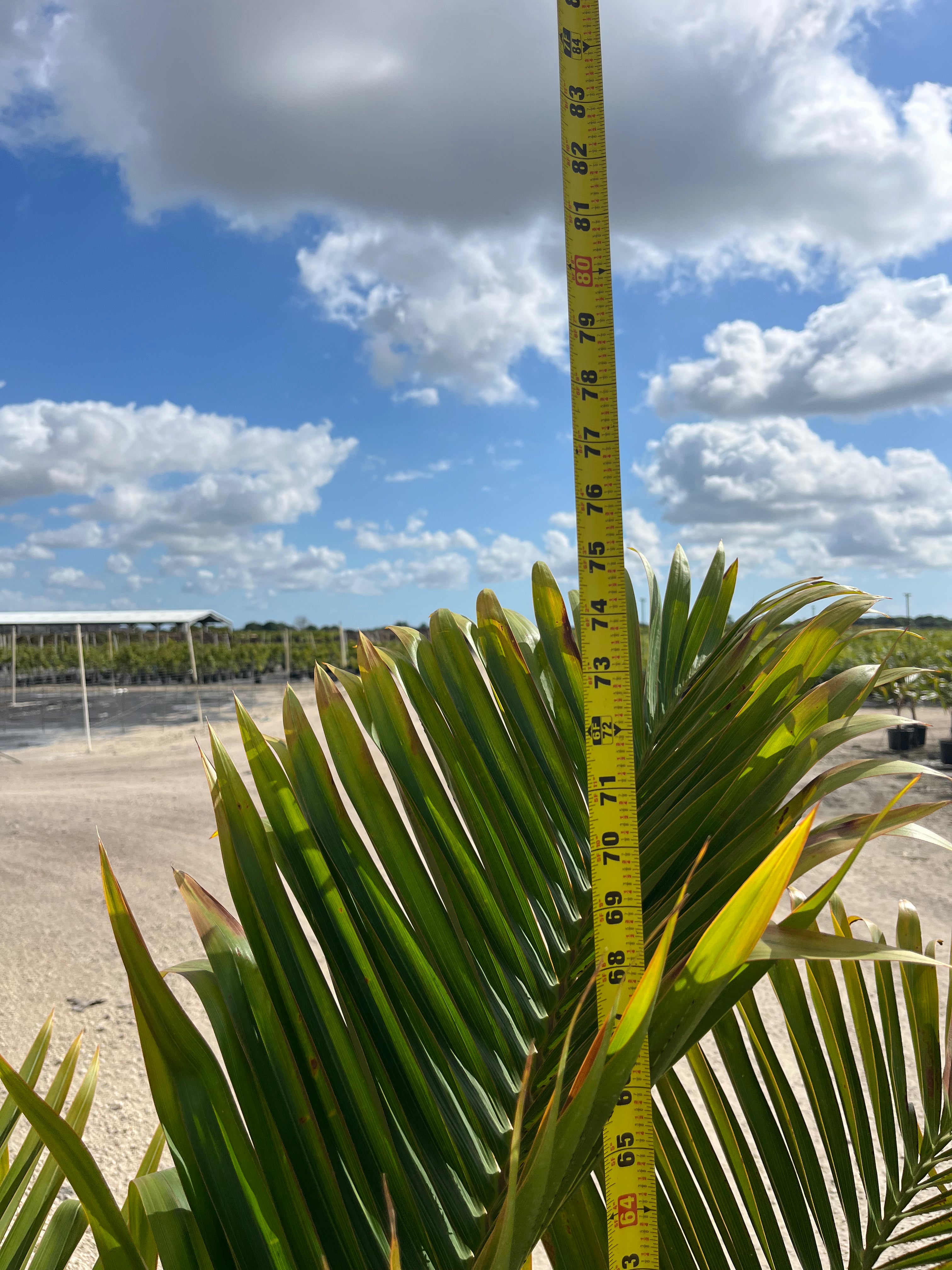 Bottle Palm (Hyophorbe lagenicaulis)