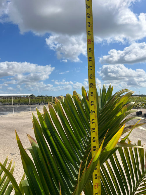Bottle Palm (Hyophorbe lagenicaulis)