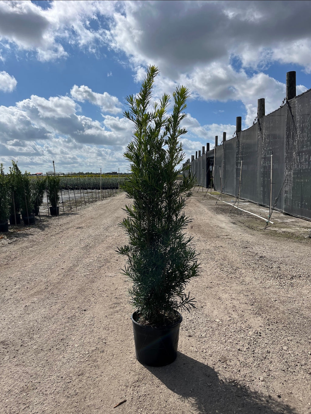 Podocarpus (Podocarpus Macrophyllus)