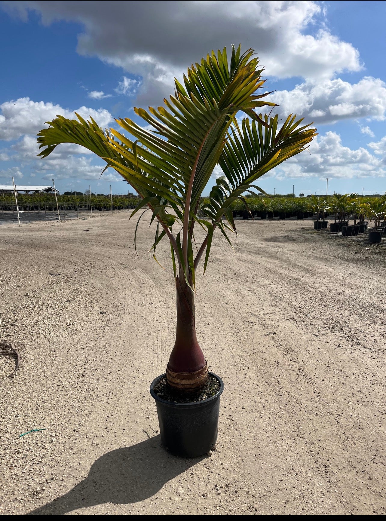 Bottle Palm (Hyophorbe lagenicaulis)