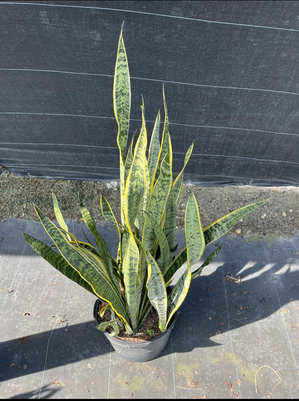 Snake Plant ‘Laurentii’ (Sansevieria trifasciata)
