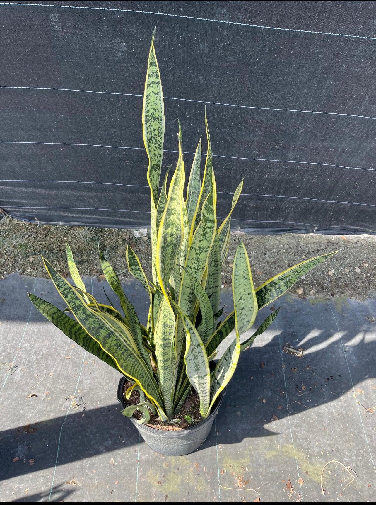 Snake Plant ‘Laurentii’ (Sansevieria trifasciata)