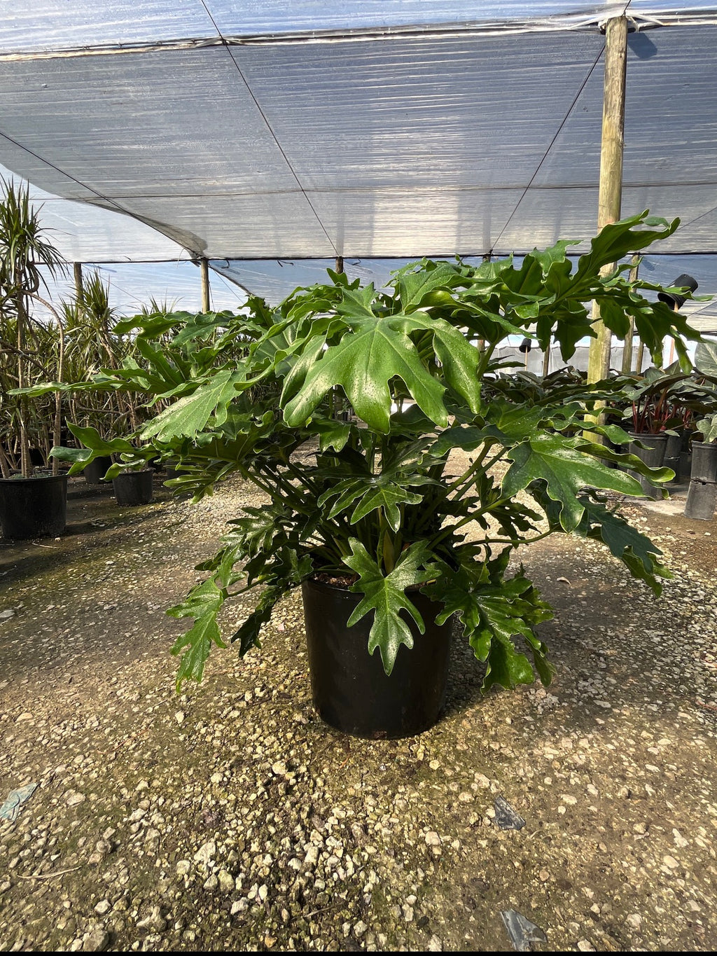 Philodendron Selloum / Tree Philodendron (Thaumatophyllum bipinnatifidum)