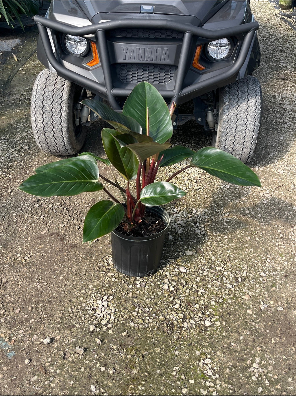 Red Congo Philodendron / ‘Rojo Congo’ (Philodendron ‘Rojo Congo’)