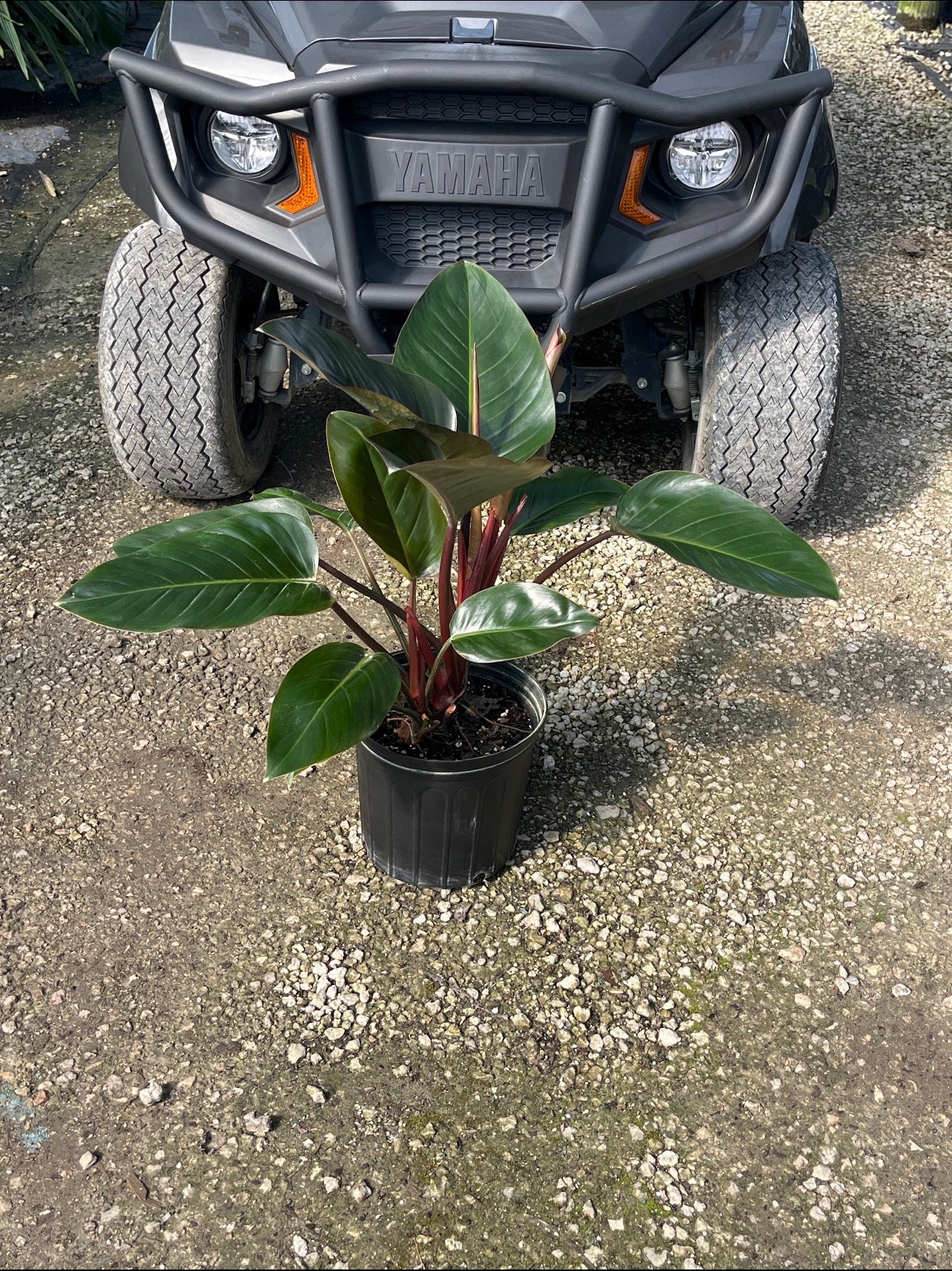 Red Congo Philodendron / ‘Rojo Congo’ (Philodendron ‘Rojo Congo’)