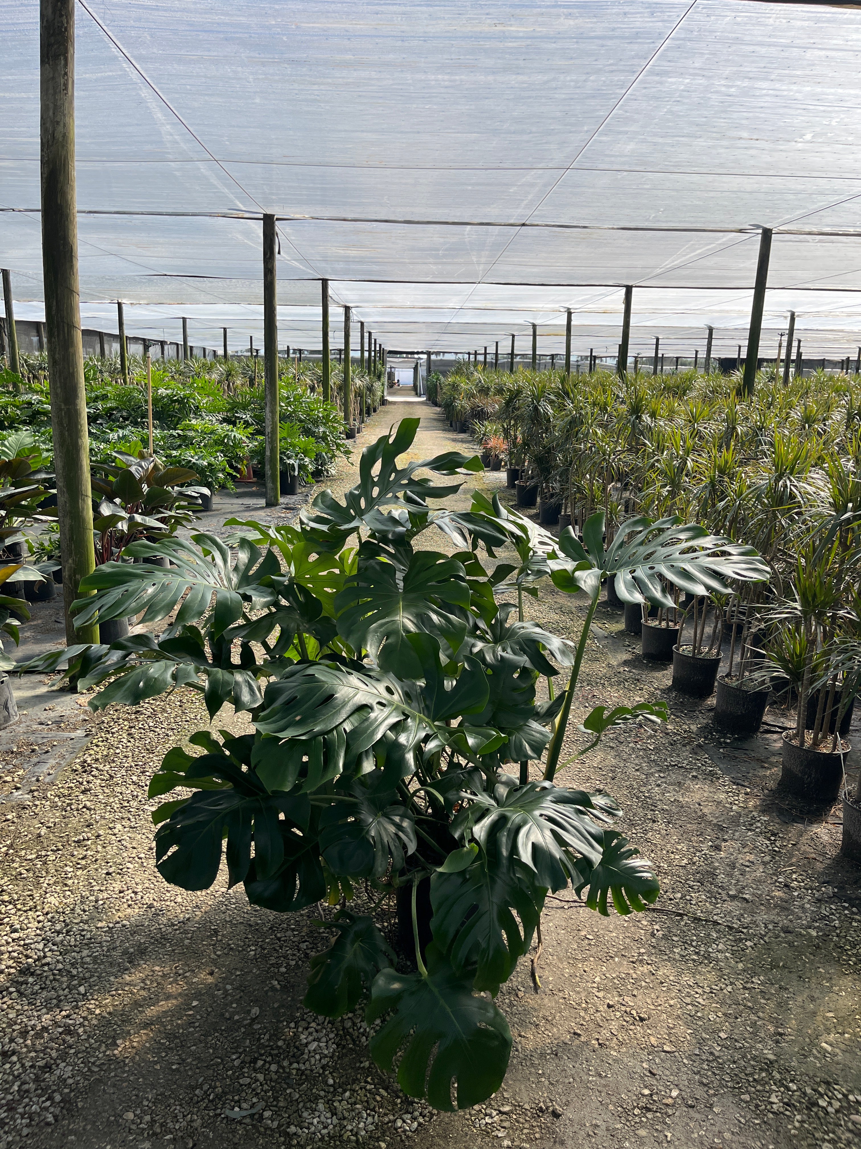 Monstera Deliciosa — Swiss Cheese Plant