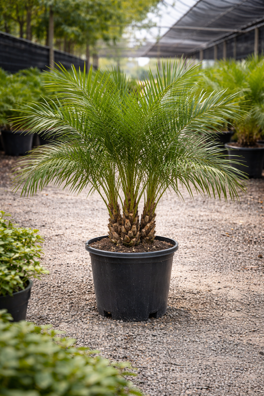 Pygmy Date Palm (Phoenix roebelenii)