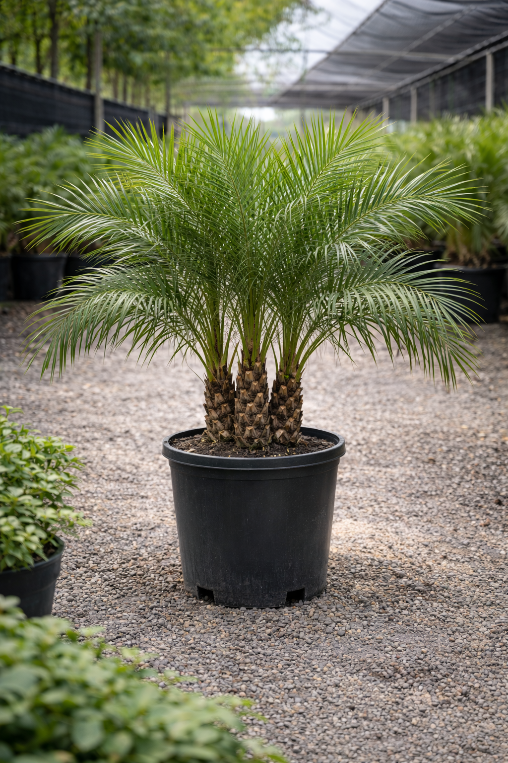 Pygmy Date Palm (Phoenix roebelenii)