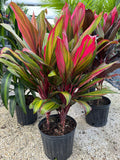 Ti Plant – Cordyline ‘Harlequin’
