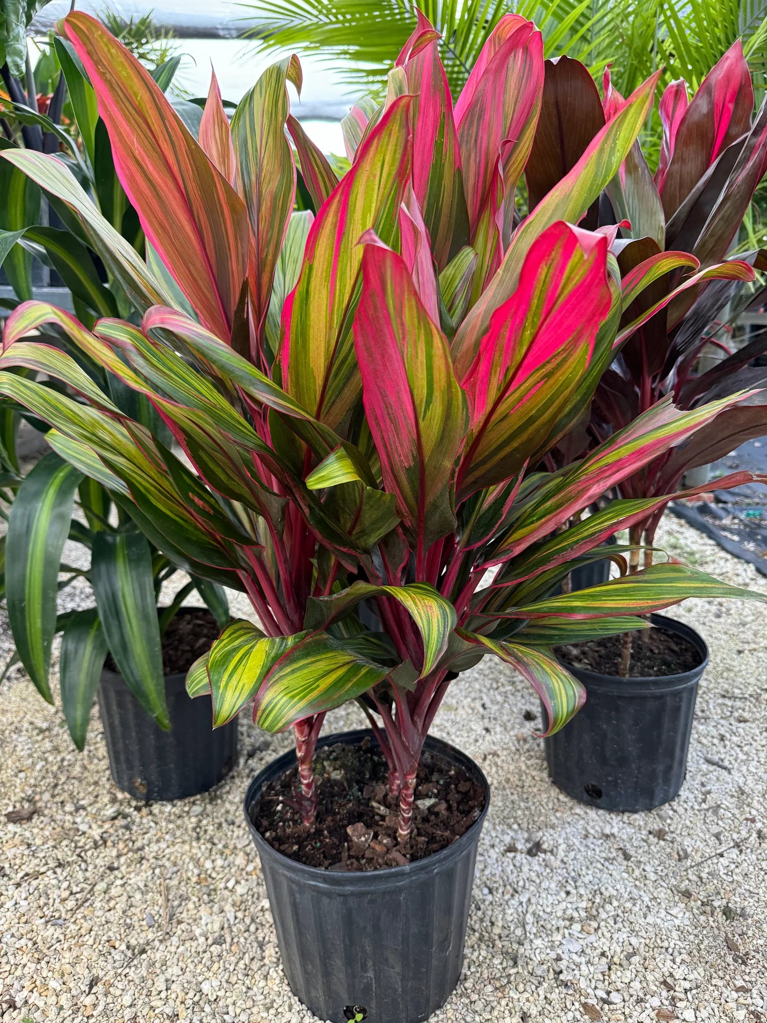 Ti Plant – Cordyline ‘Harlequin’