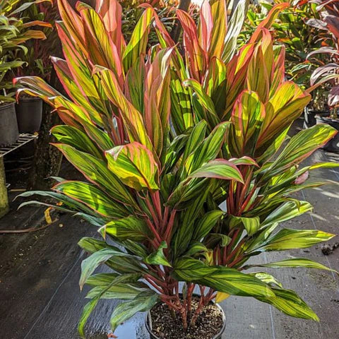 Ti Plant – Cordyline ‘Harlequin’